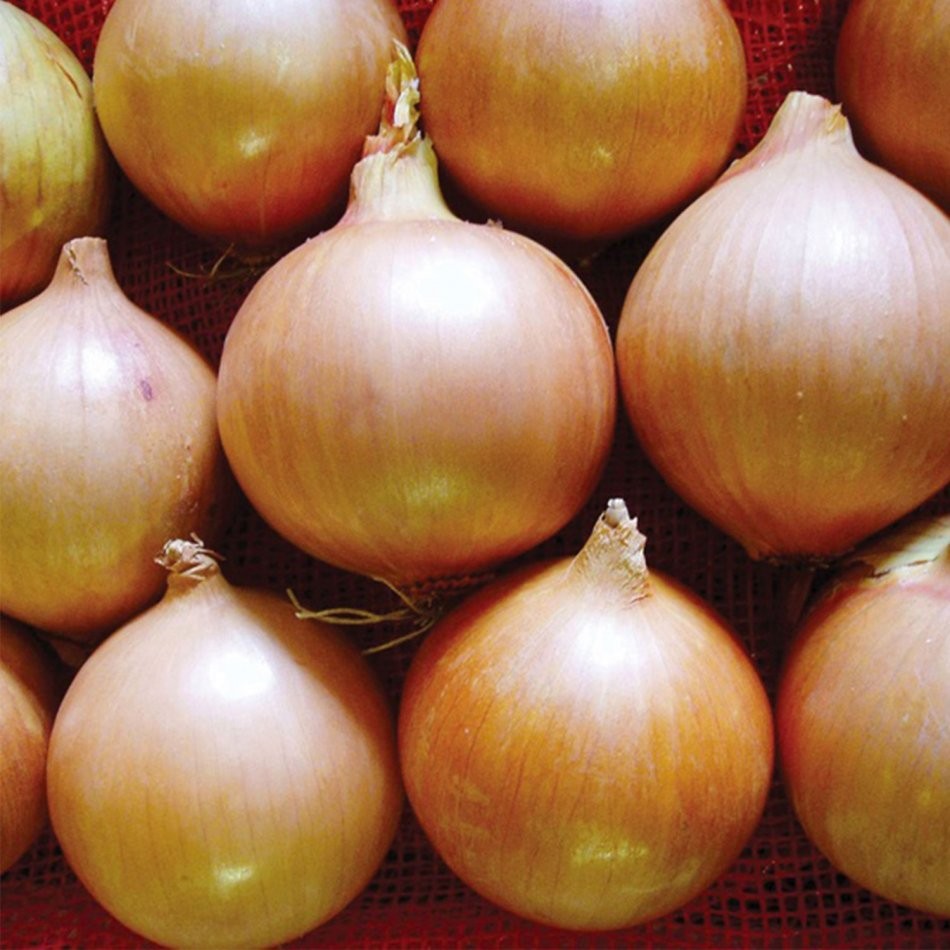 CEAPA GALBENA CAL.I 1KG